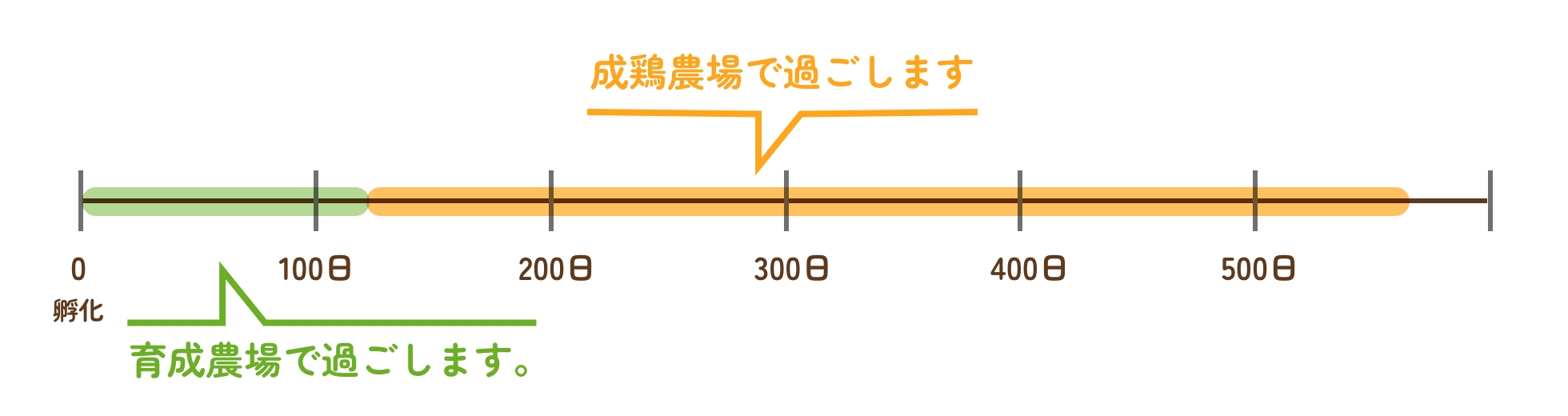 成鶏農場で過ごしま